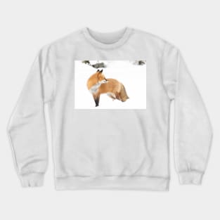 Red Fox - Algonquin Park Crewneck Sweatshirt